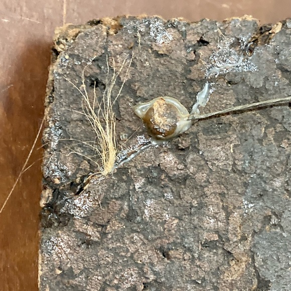 Vintage Mexican Folk Art Amate Bark Paintings On Cork Birds/Flowers 2 - Picture 7 of 12